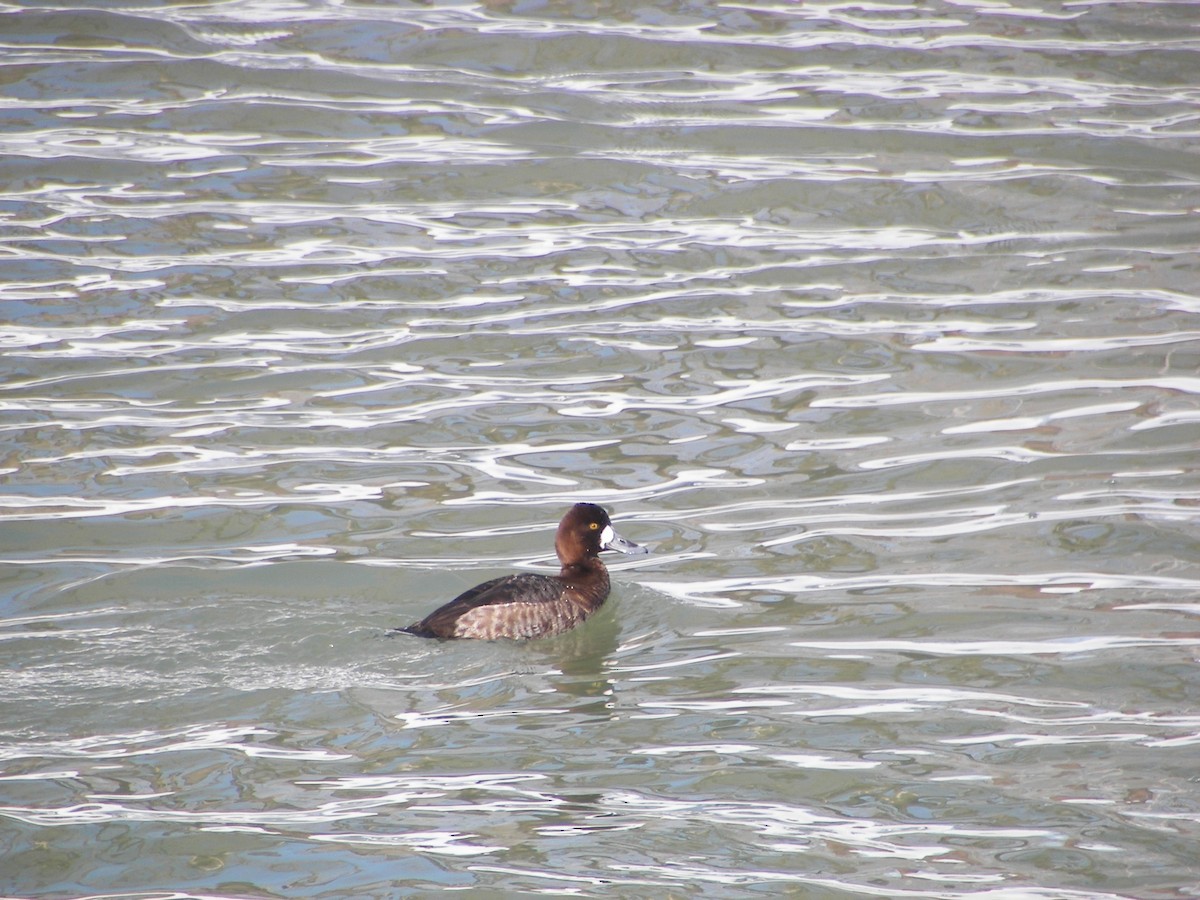 Greater Scaup - ML611044936