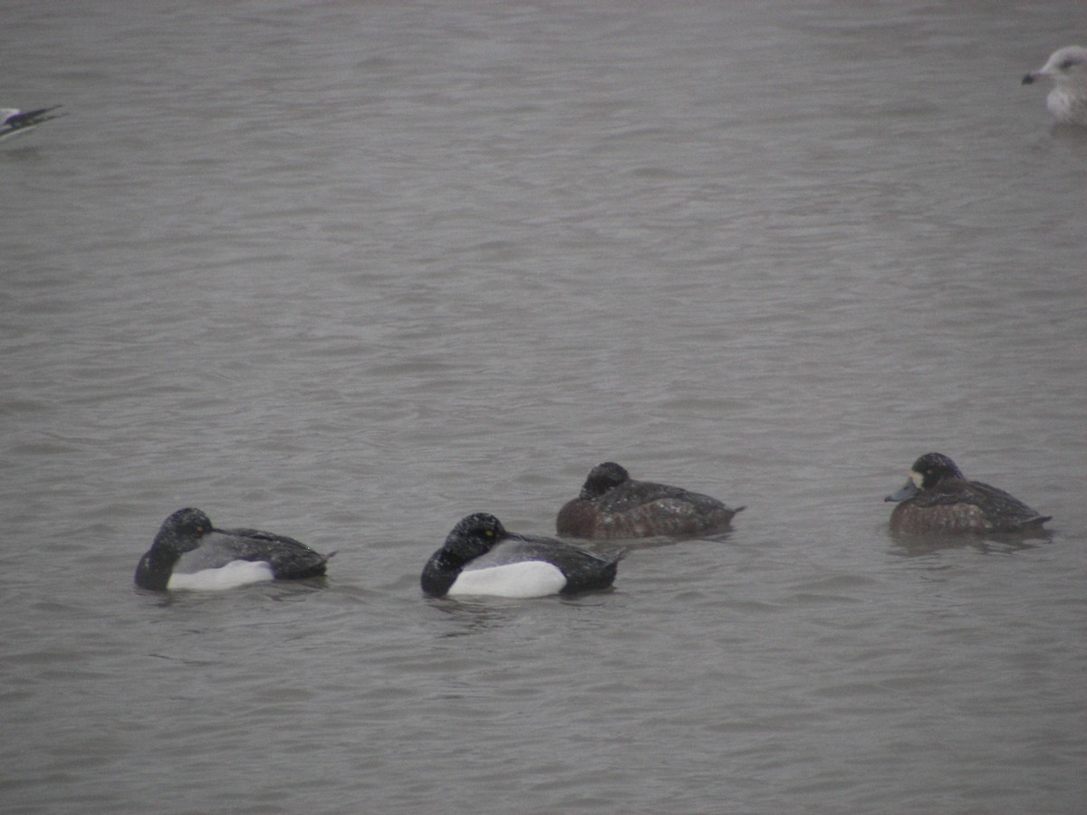Greater Scaup - ML611045011