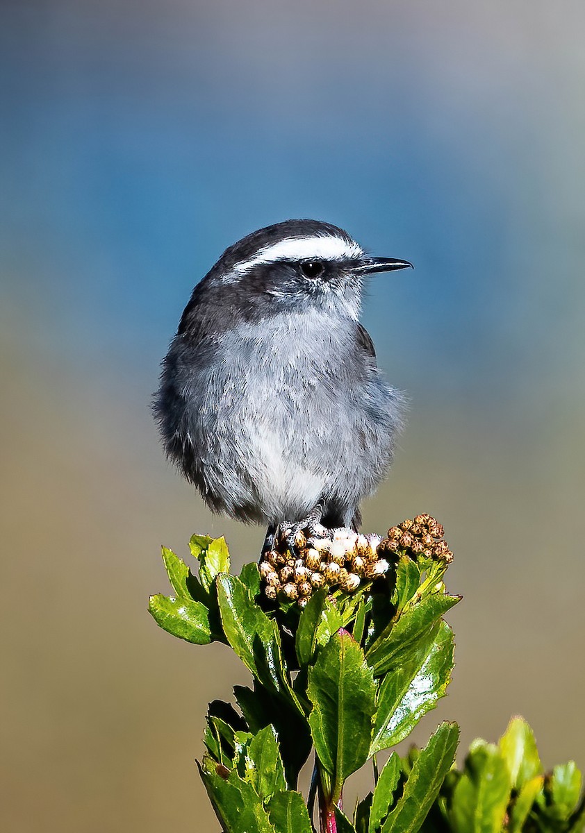 White-browed Chat-Tyrant - ML611045037