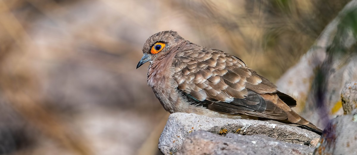 Bare-faced Ground Dove - Guy Tremblay