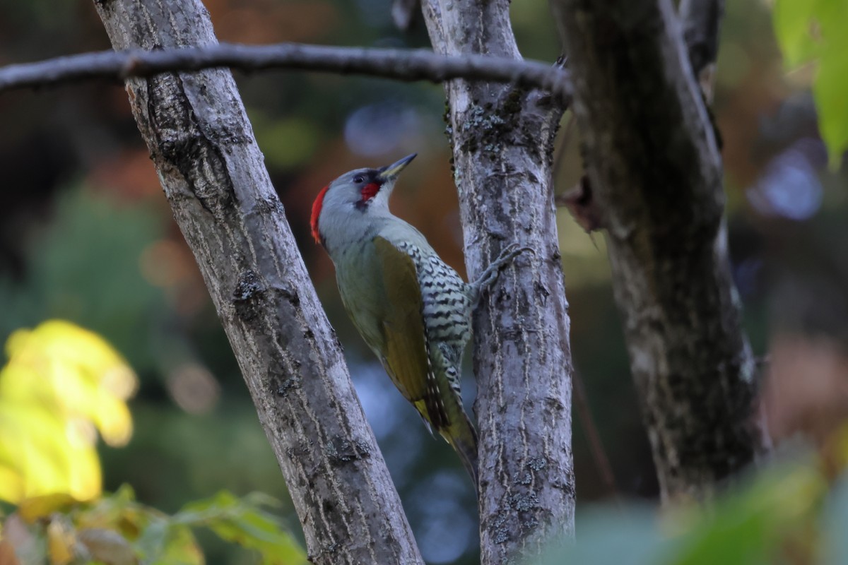 Japanese Woodpecker - ML611045239