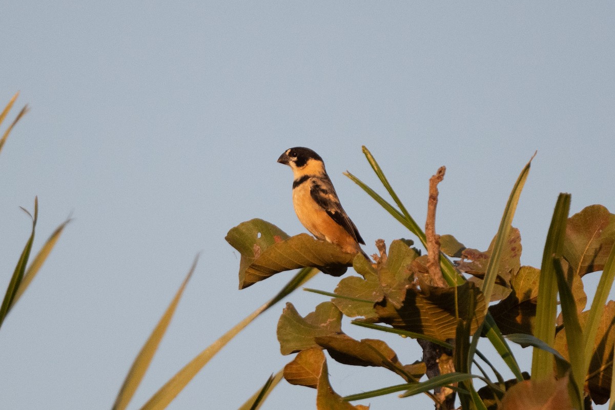 Rusty-collared Seedeater - ML611045492
