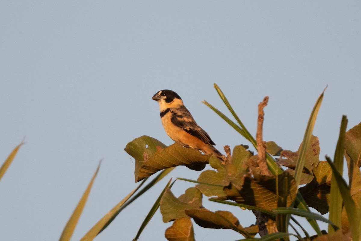 Rusty-collared Seedeater - ML611045493