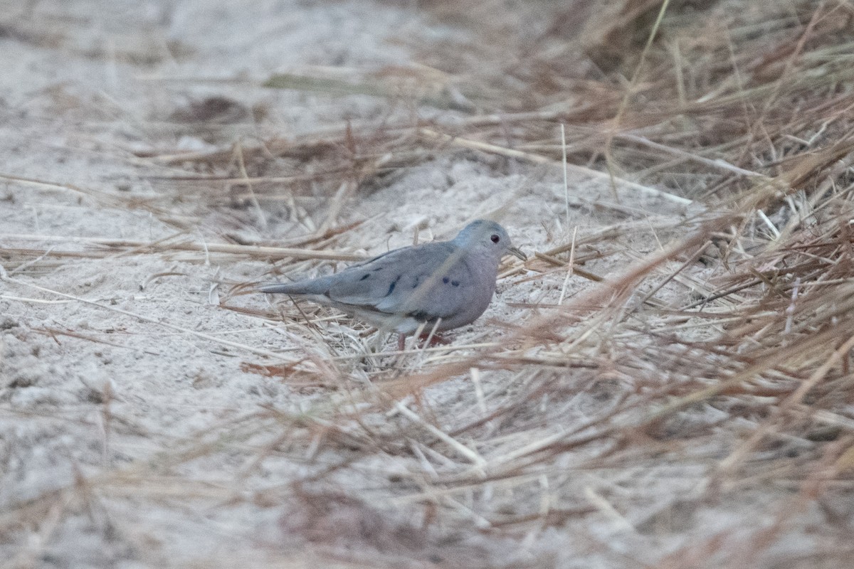 Plain-breasted Ground Dove - ML611045594