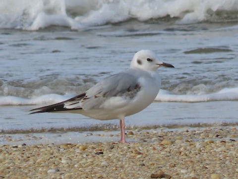 Bonaparte's Gull - Ruth Bergstrom