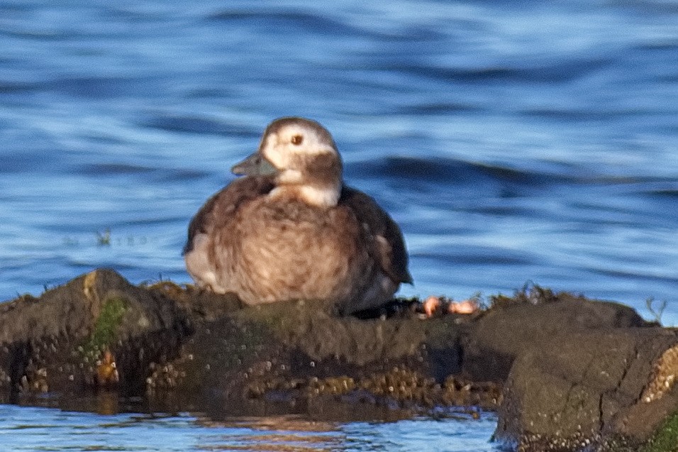 Long-tailed Duck - ML611047479