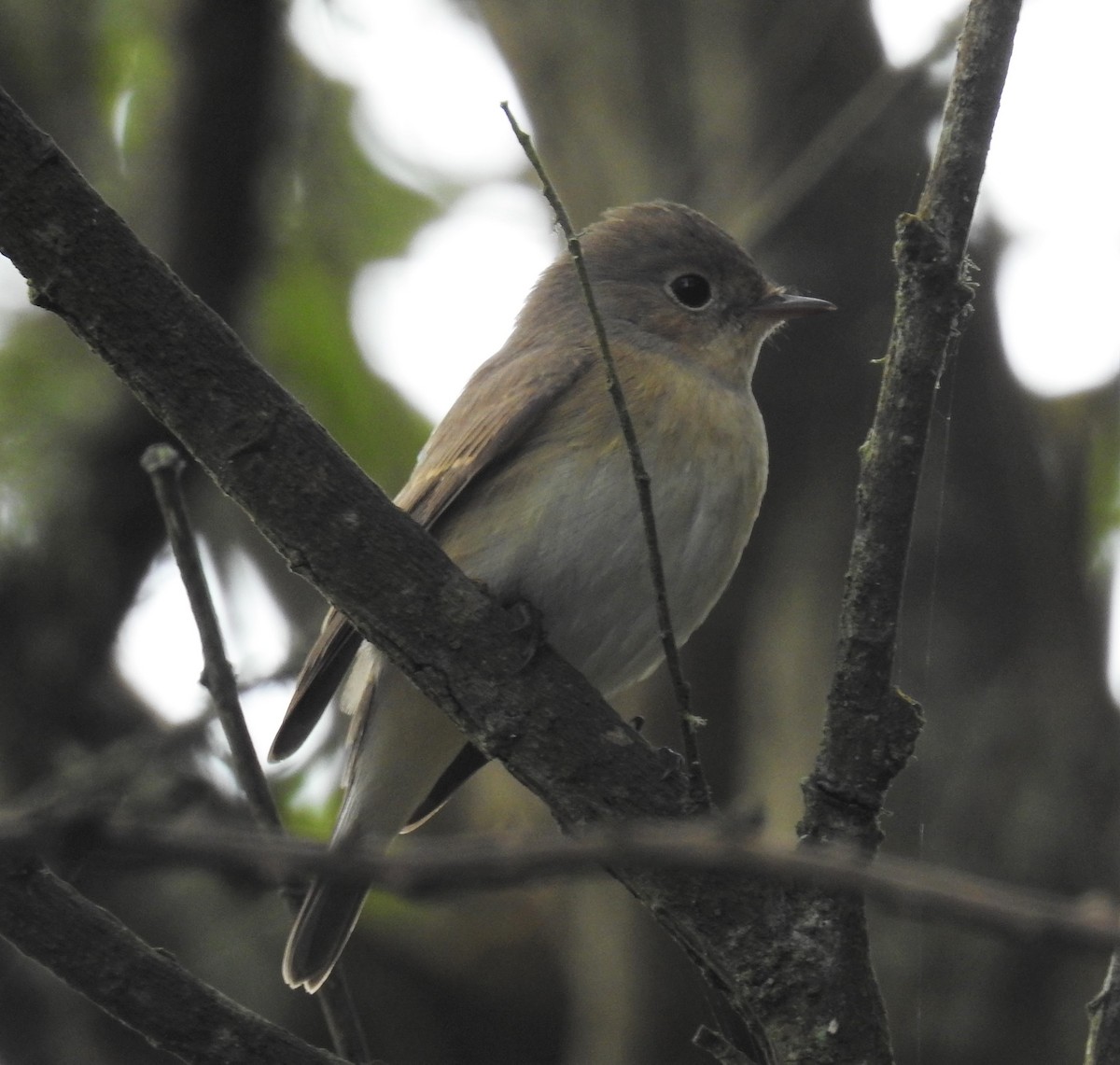 Red-breasted Flycatcher - ML611047628