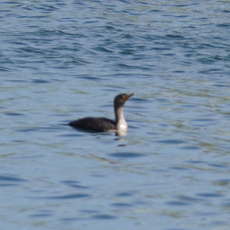 eBird Checklist 12 Nov 2023 Turkey Vulture Lake. Cutler Bay 16