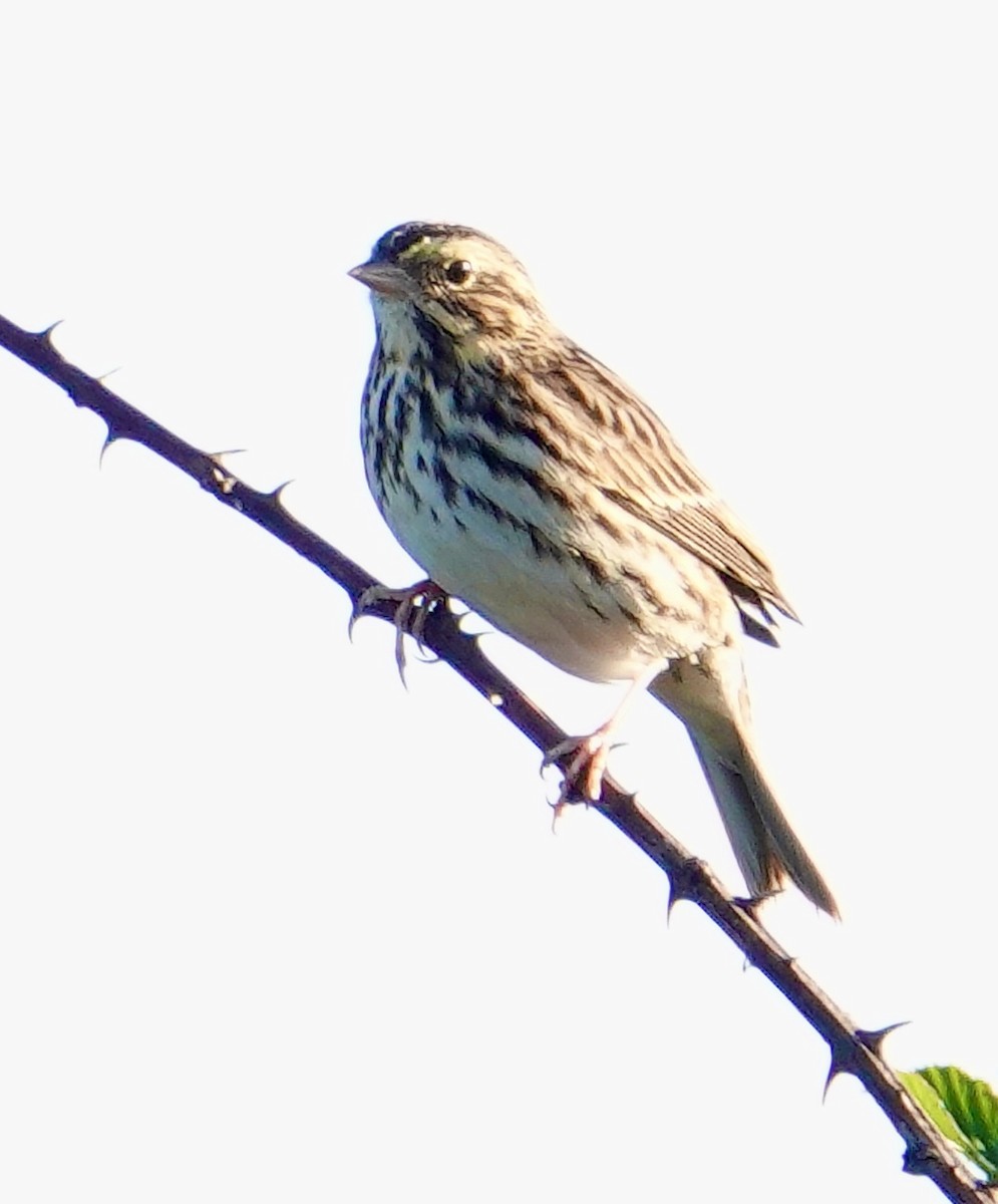 Savannah Sparrow - ML611048208