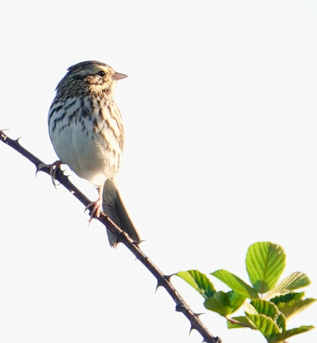 Savannah Sparrow - ML611048213