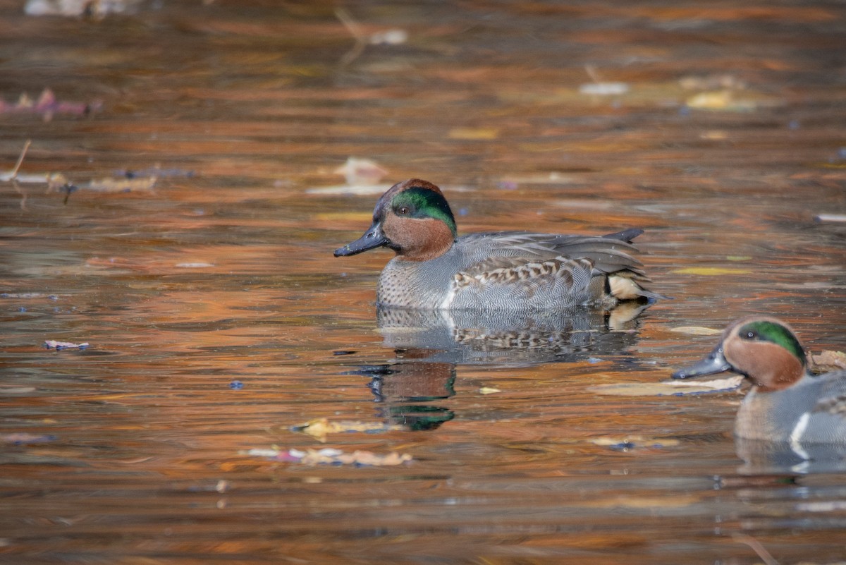 Green-winged Teal - ML611048591