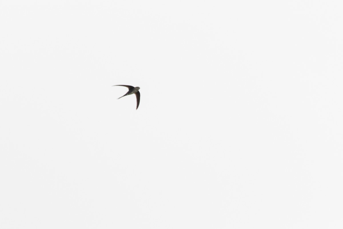 Fork-tailed Palm Swift - ML611049550
