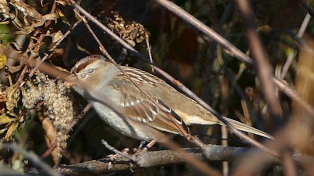 White-crowned Sparrow - ML611049960