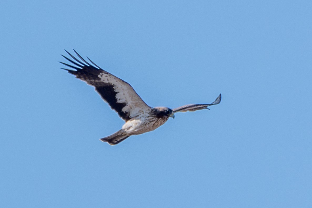 Booted Eagle - ML611050031