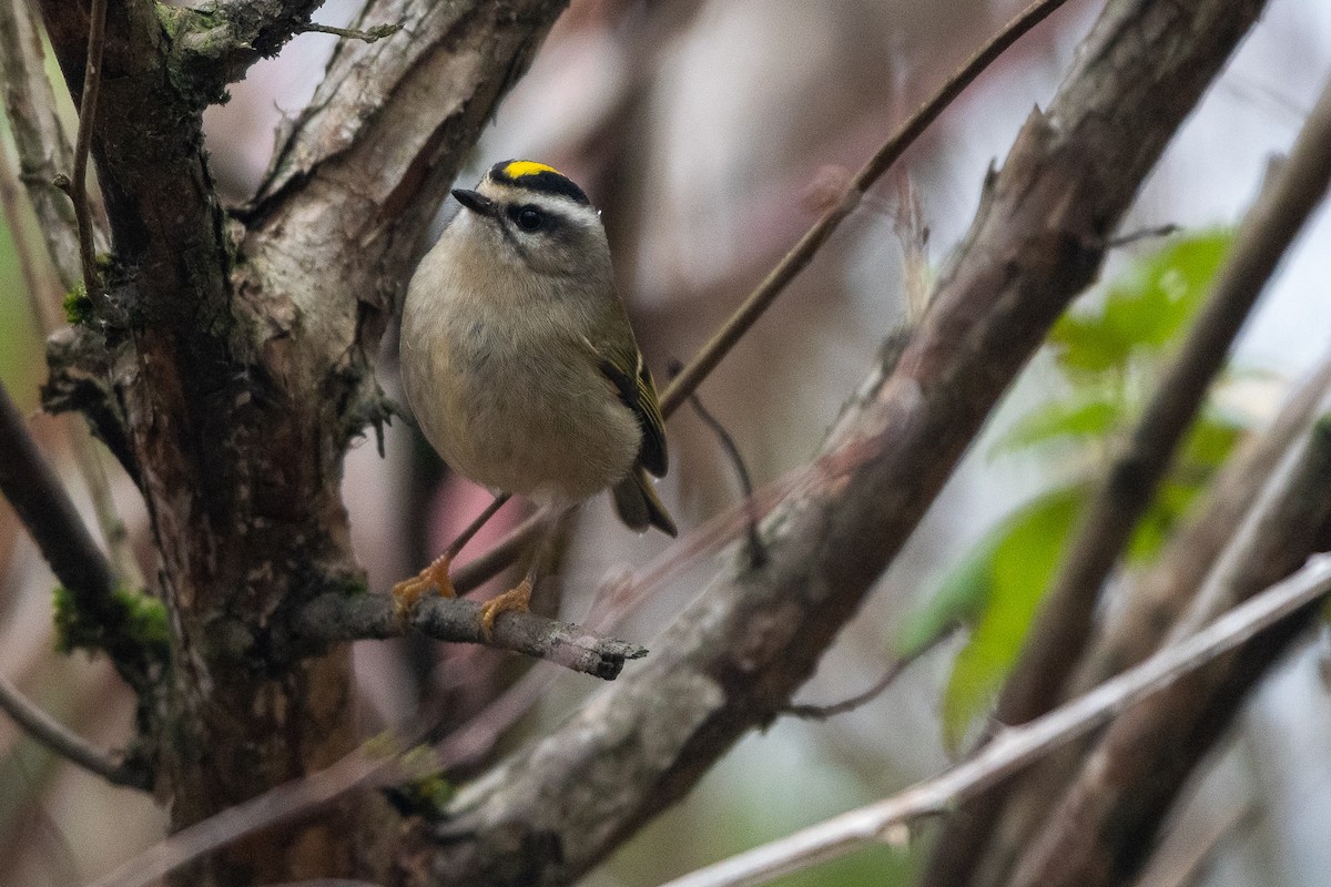 Golden-crowned Kinglet at Great Blue Heron Nature Reserve by Chris McDonald