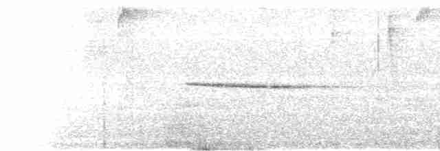 Шпалюшок амазонійський (підвид luscinia) - ML611050148