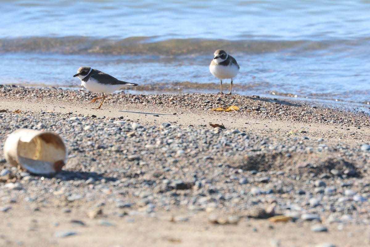 Semipalmated Plover - ML611050523