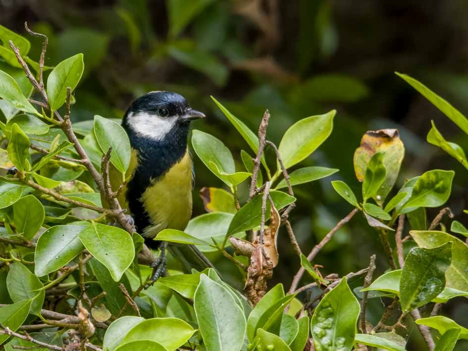 Great Tit - J. Marcos Benito