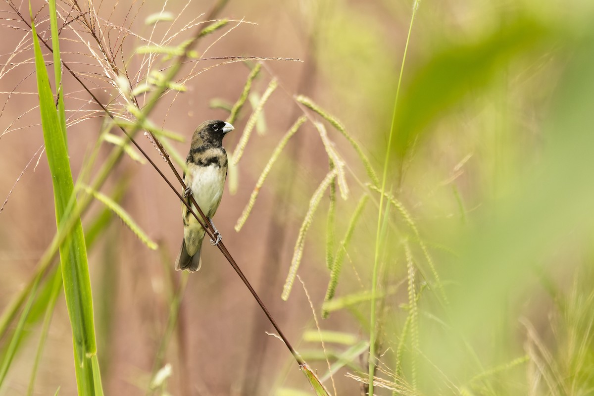 Black-and-white Seedeater - ML611050640