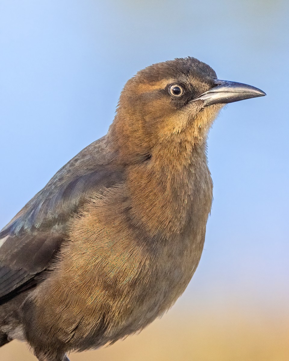 Great-tailed Grackle - ML611050650
