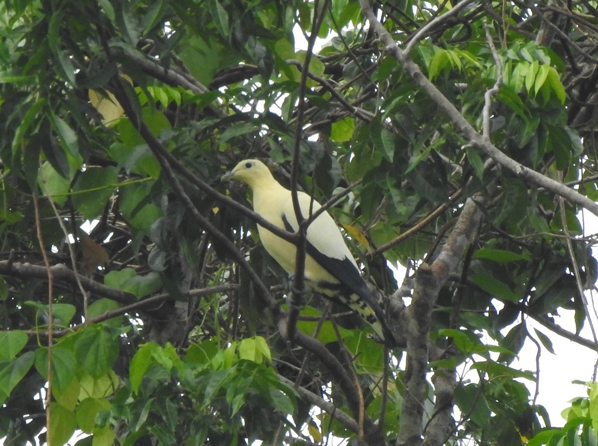 Yellowish Imperial-Pigeon - marti ikehara
