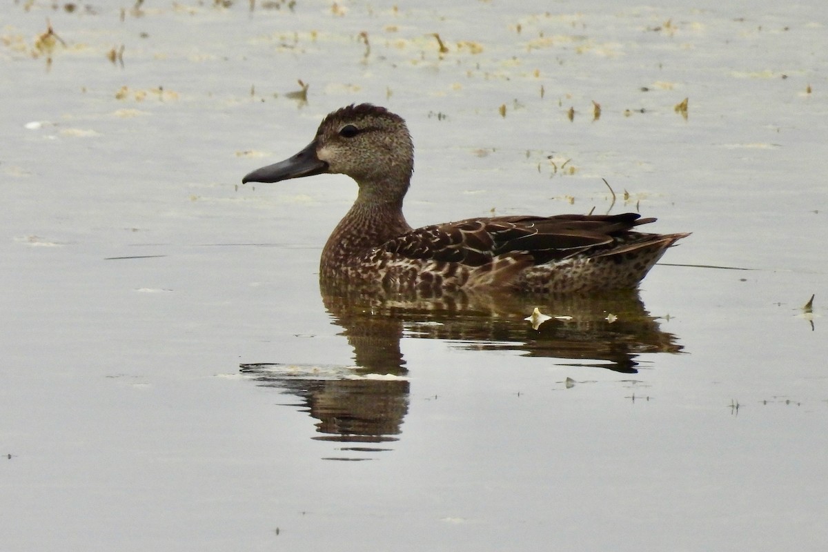 Blue-winged Teal - ML611051428