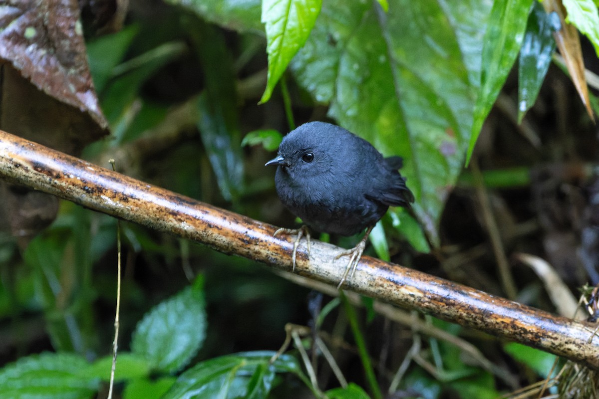 Mouse-colored Tapaculo - Tomaz Melo