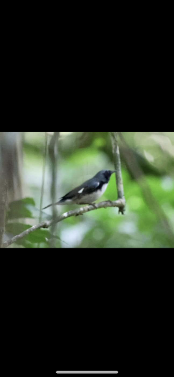 Black-throated Blue Warbler - ML611051671