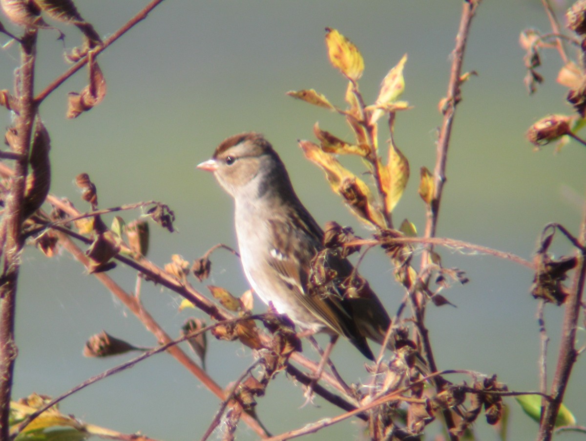 White-crowned Sparrow - ML61105181