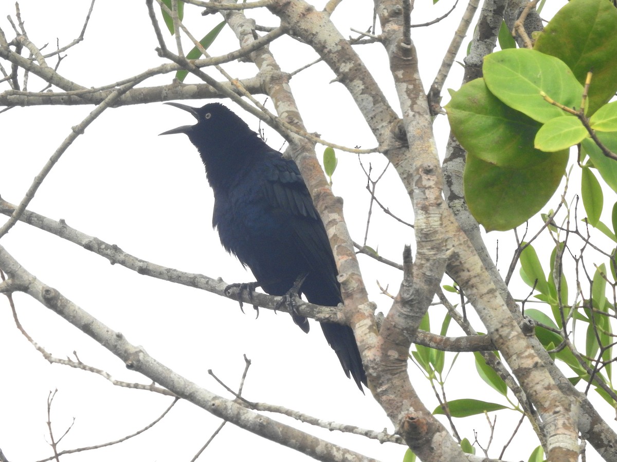 Great-tailed Grackle - ML611052188