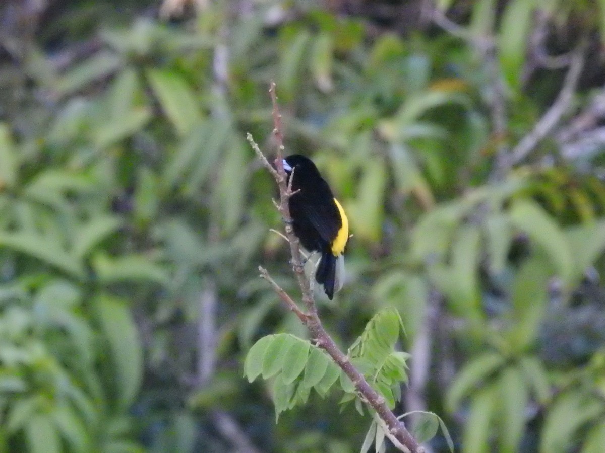 Flame-rumped Tanager - ML611052221