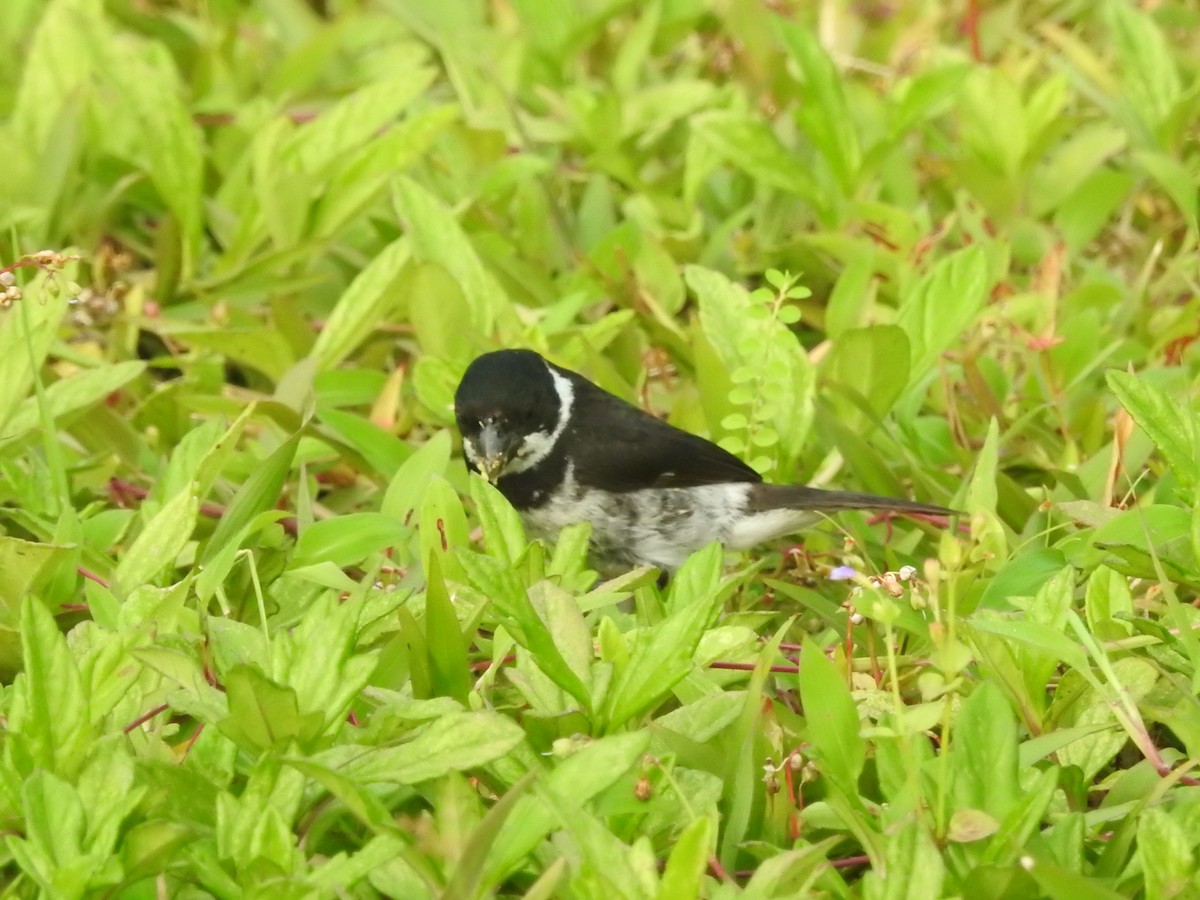 Variable Seedeater - ML611052262