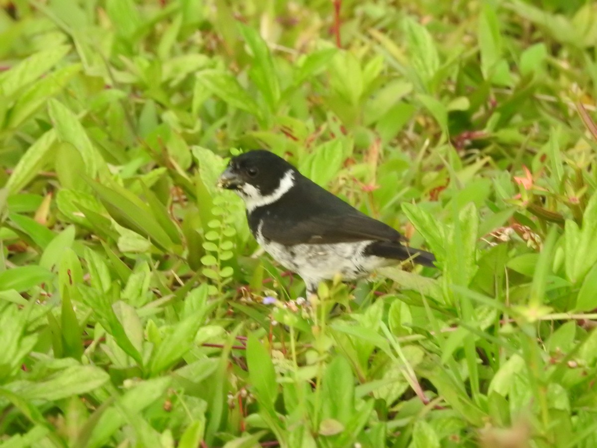Variable Seedeater - ML611052304