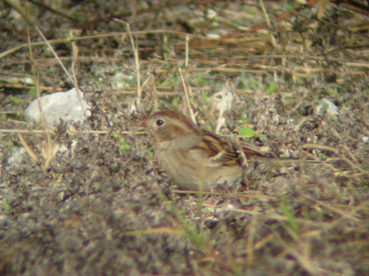 Field Sparrow - Cole Fredricks