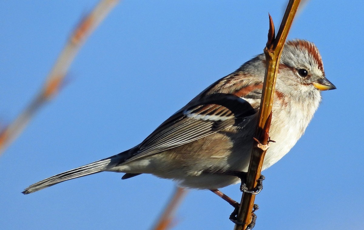American Tree Sparrow - ML611052462