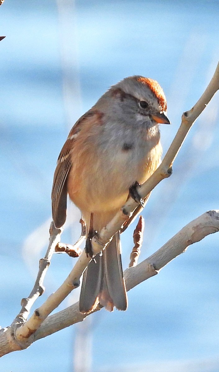 American Tree Sparrow - ML611052477