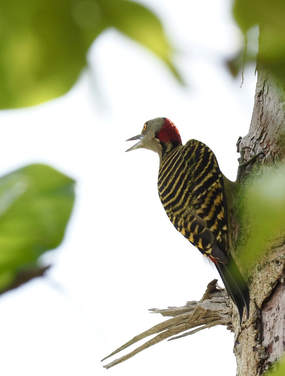 Hispaniolan Woodpecker - ML611052542