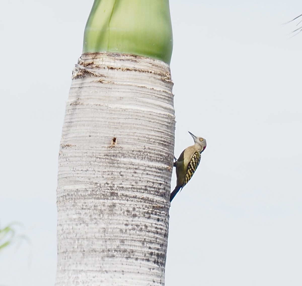 Hispaniolan Woodpecker - ML611052584