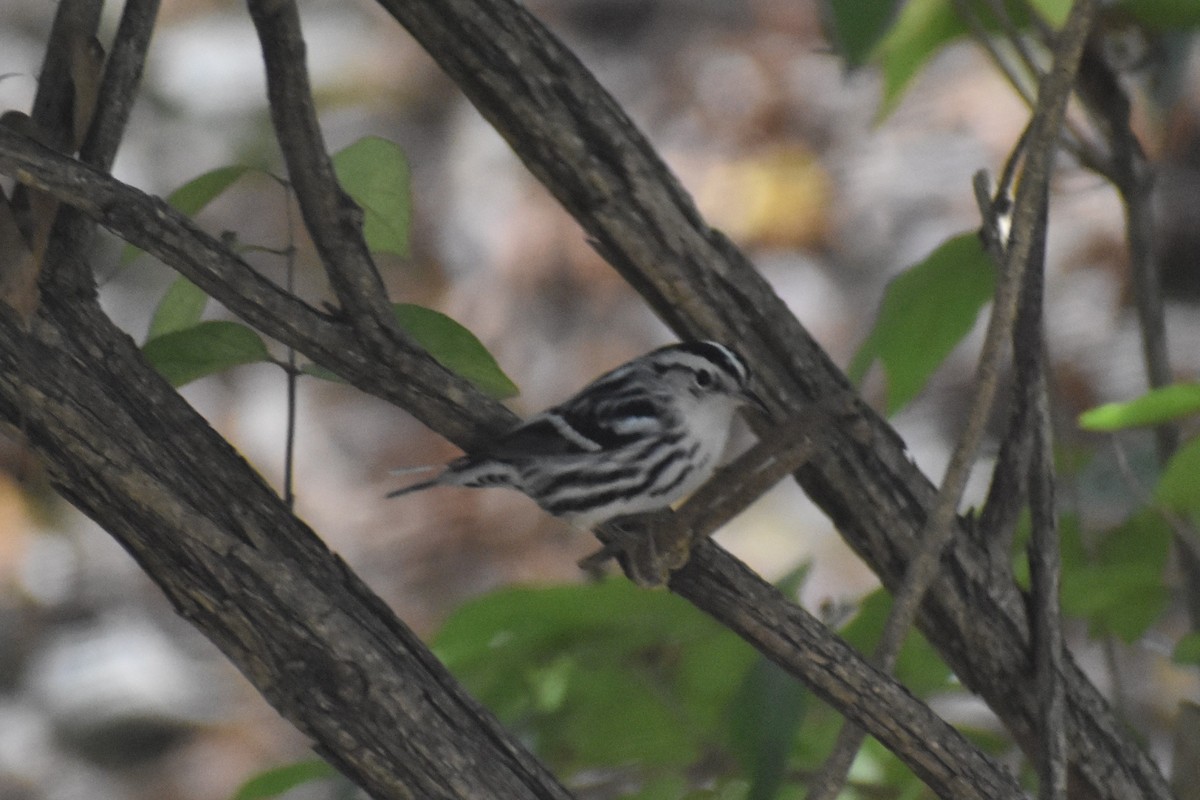 Black-and-white Warbler - ML611052715