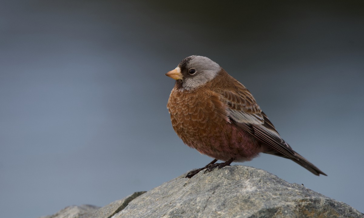 Gray-crowned Rosy-Finch - ML611052760