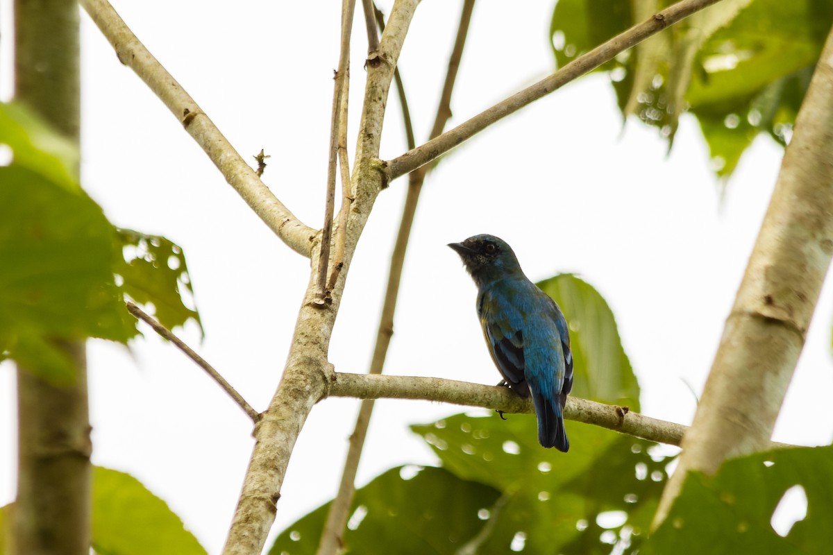 Swallow Tanager - ML611052970