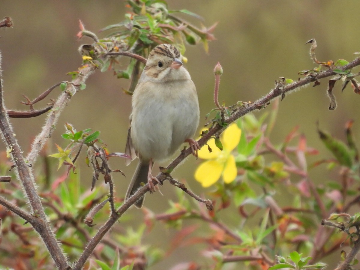 Clay-colored Sparrow - ML611053114