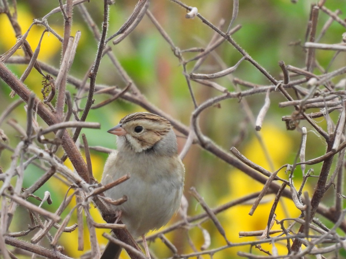 Clay-colored Sparrow - ML611053115