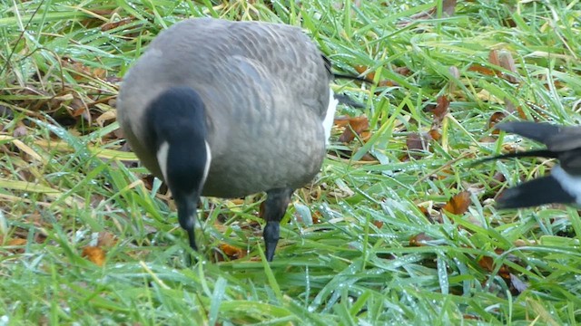 Cackling Goose (minima) - ML611053334