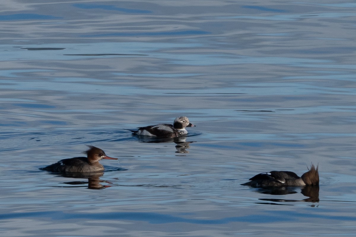 Long-tailed Duck - ML611053360
