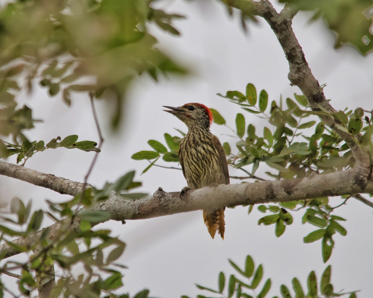 Mombasa Woodpecker - ML611053600
