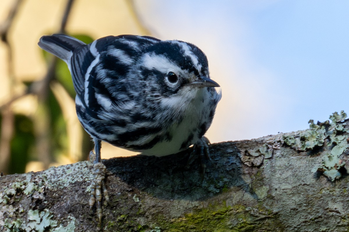 Black-and-white Warbler - ML611053641