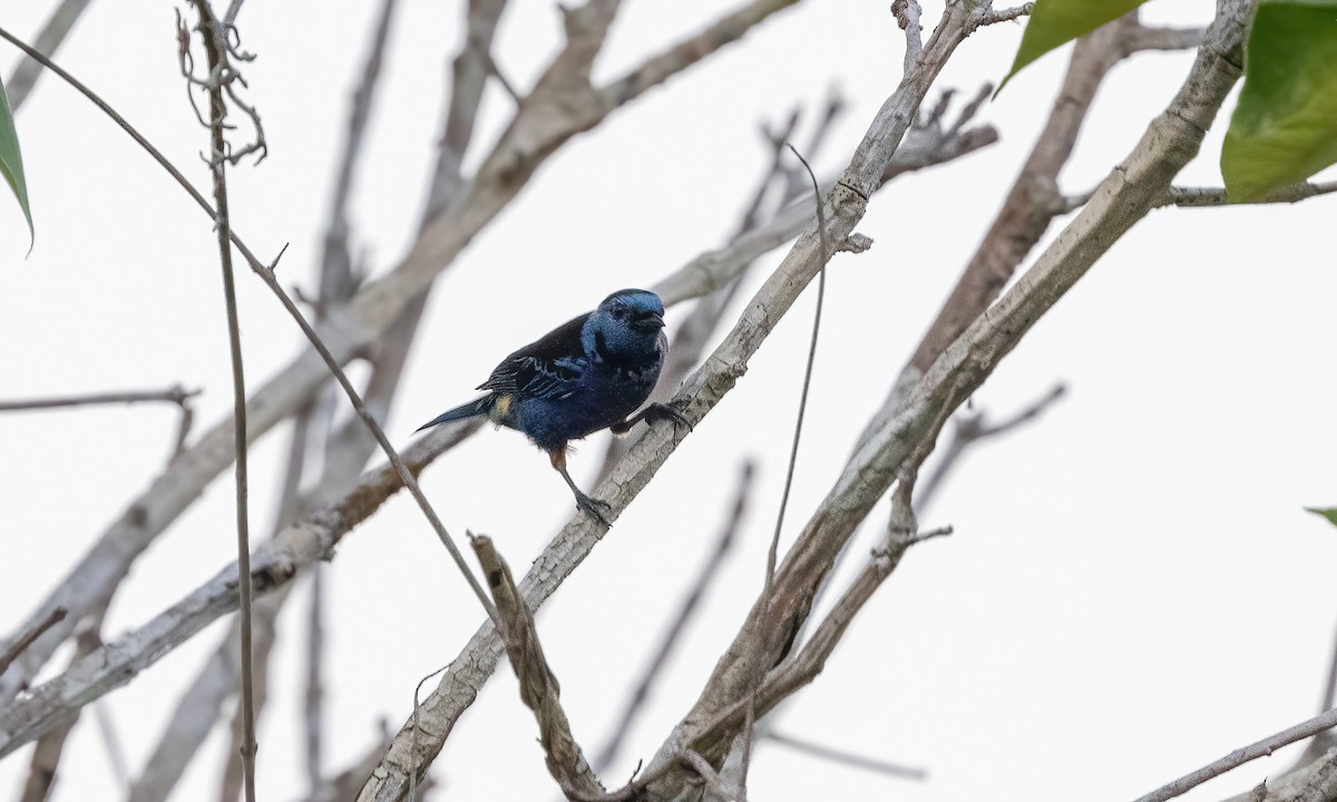 Opal-rumped Tanager (Opal-rumped) - ML611053644