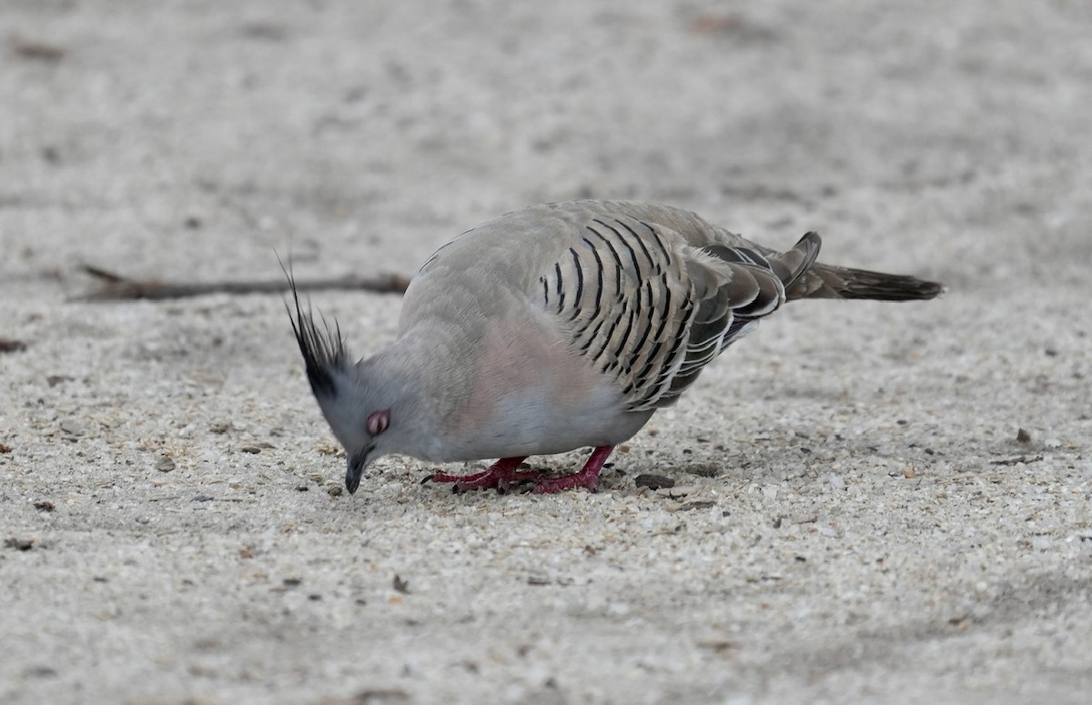 Crested Pigeon - ML611053995
