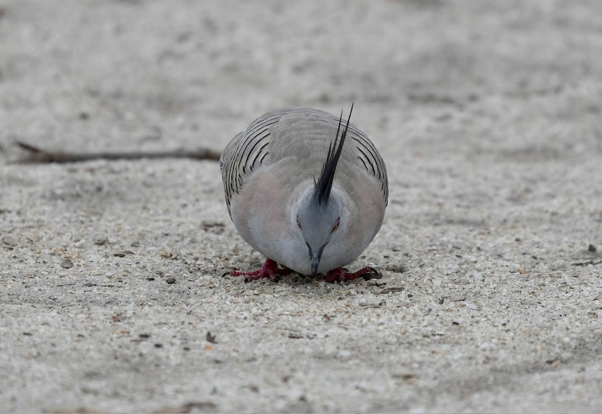 Crested Pigeon - ML611053996